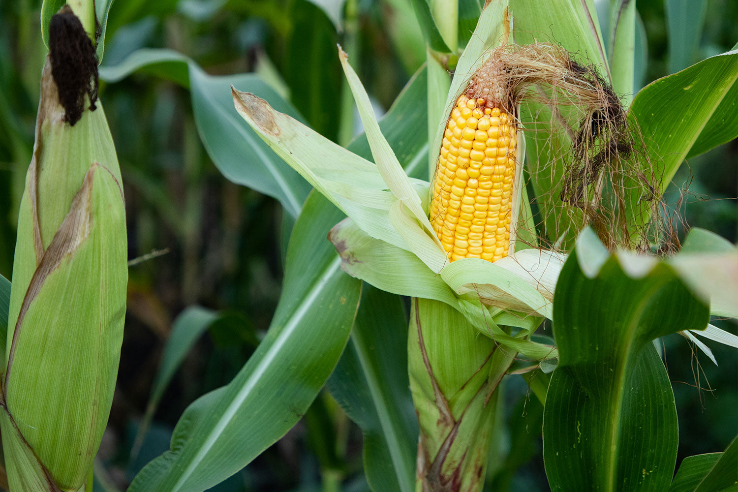 Locally sourced Non-GMO corn