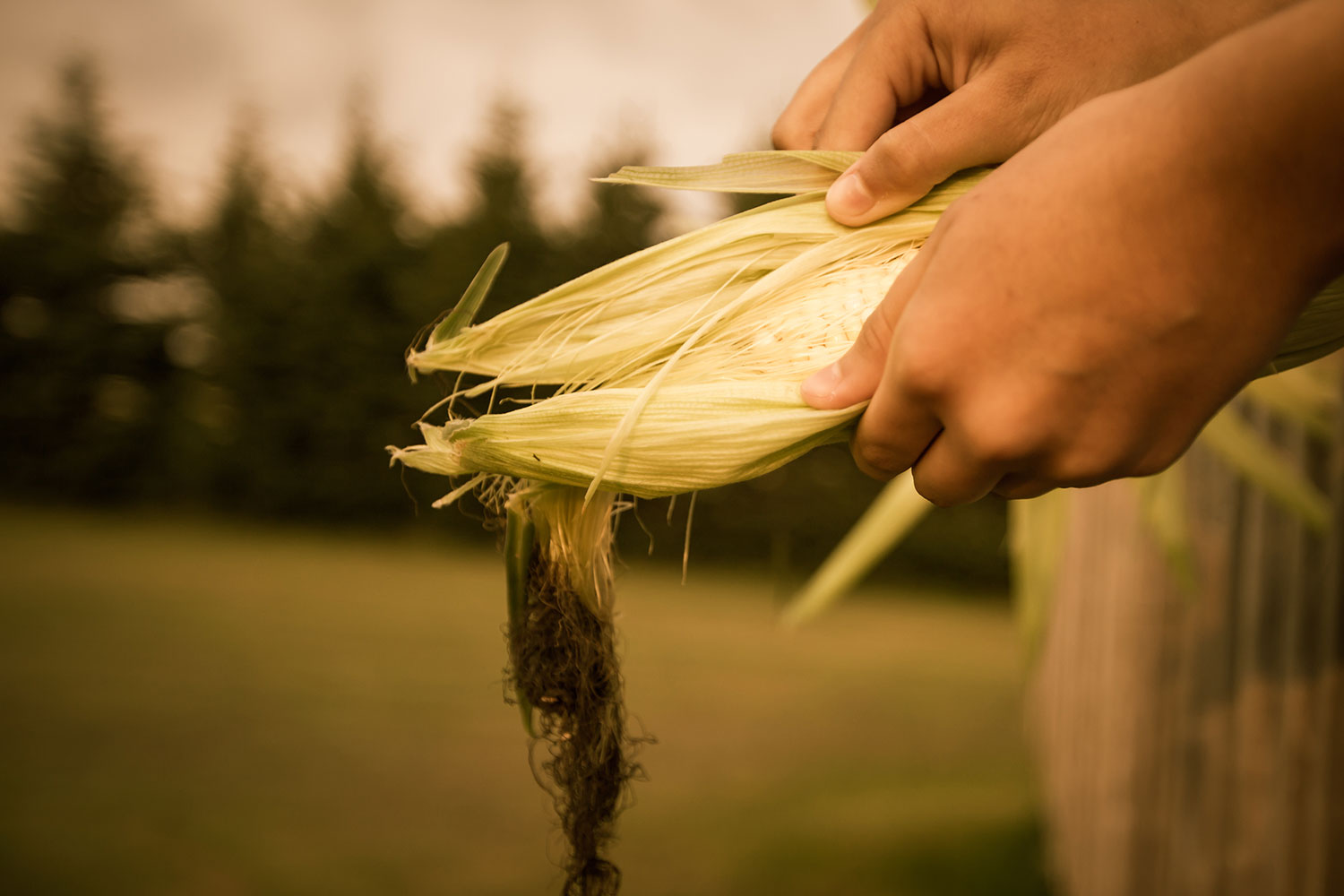 Real, hand-selected corn husks